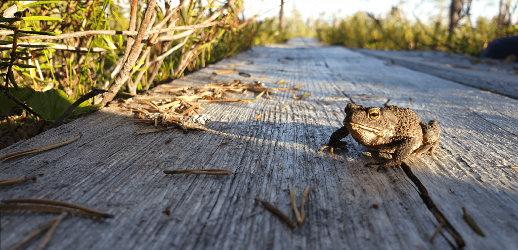 sammakko pitkospuilla