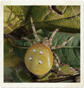 suoristihämähäkki