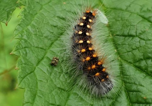 Silmäiltayökkösen toukka