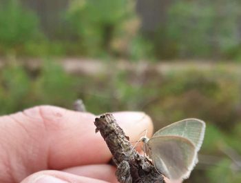 KilpisuoMittariperhonen