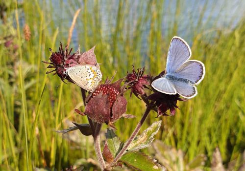 SinisiipiKoirajärvellä