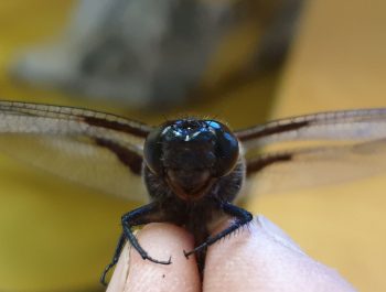 lähikuva korennosta