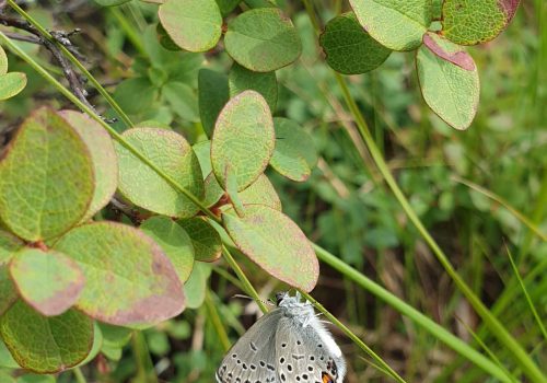 hopeatäplä mustikan varrella