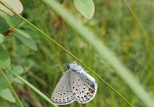 Hopeatäplä kiipeää heinää myöten