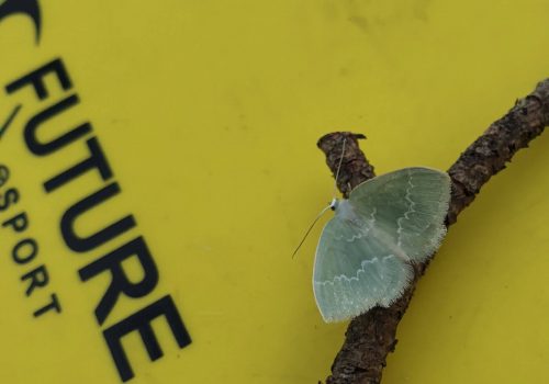 mustikkalehtomittari