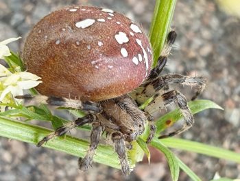 punaruskea suoristihämähäkki