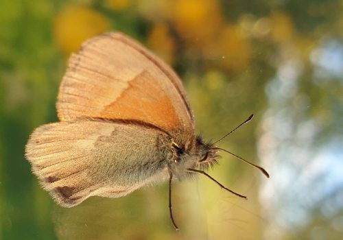 saraikkoniittyperhonen