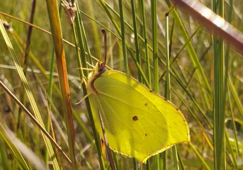 Sitruunaperhonen heinikossa