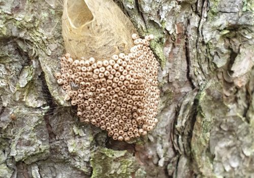 Täplätupsukkaan munia